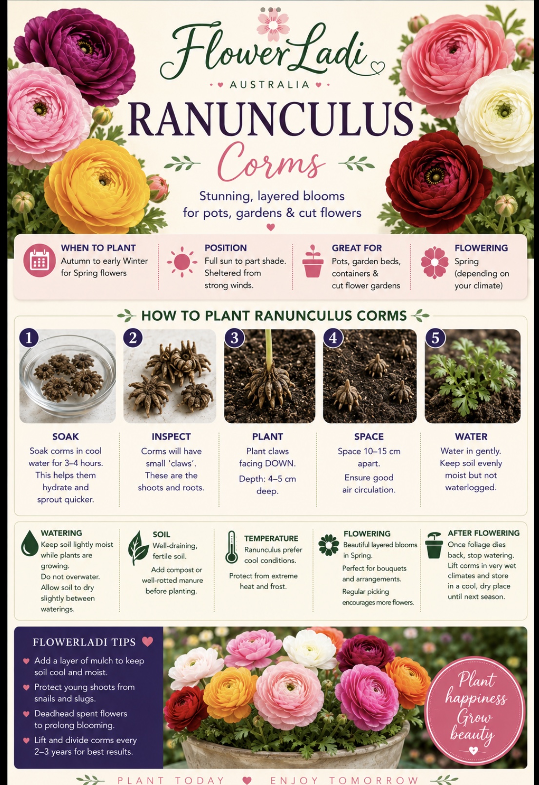 20 Ranunculus Corm & Seed Gift Pack 20 Ranunculus Corm & Seed Gift Pack - Image 6
