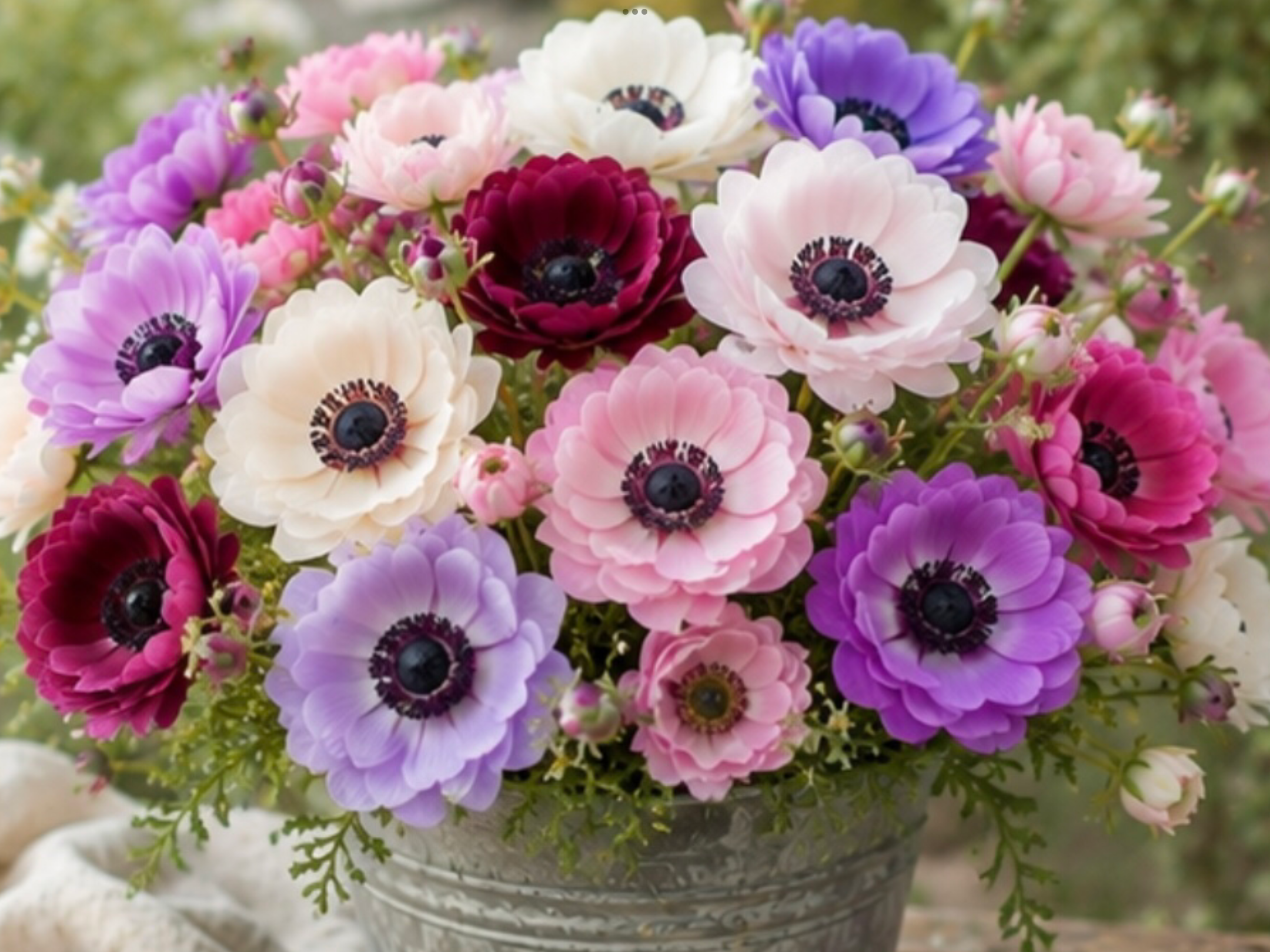 20 Anemone Corm & Seed Gift Pack 20 Anemone Corm & Seed Gift Pack - Image 2