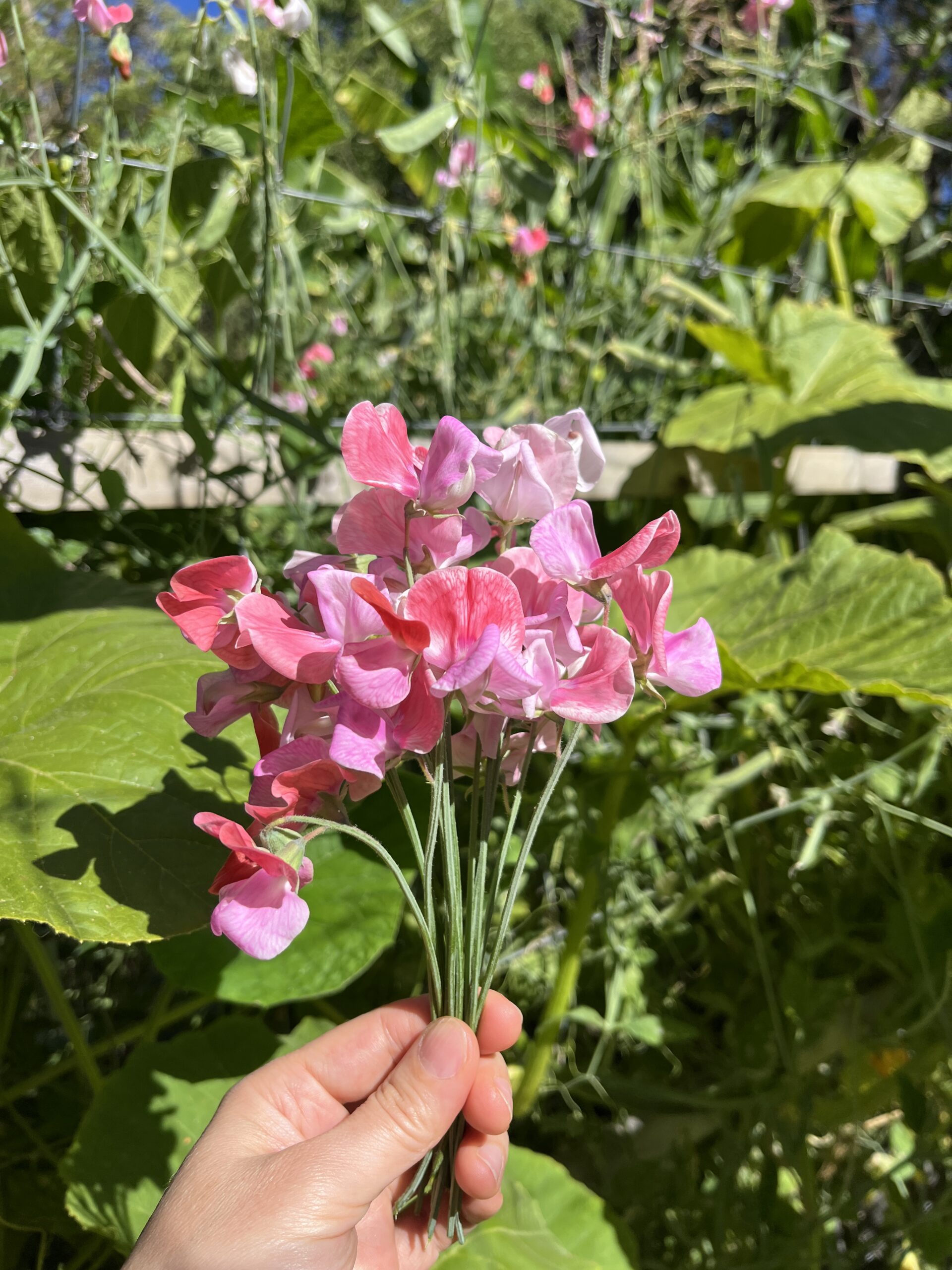 Sweetpea - Pink Flowers Sweetpea - Pink Flowers - Image 3