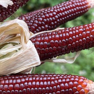 Strawberry Corn Mini