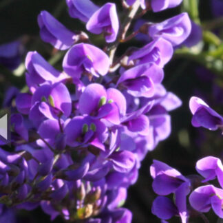 Native Wisteria (Hardenbergia comptoniana)