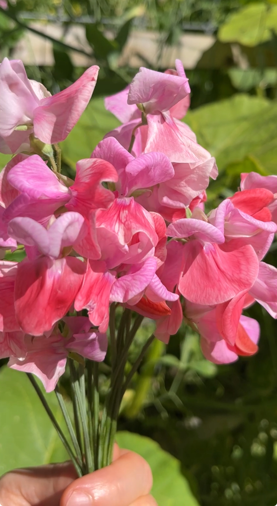 Sweetpea - Pink Flowers Sweetpea - Pink Flowers - Image 2