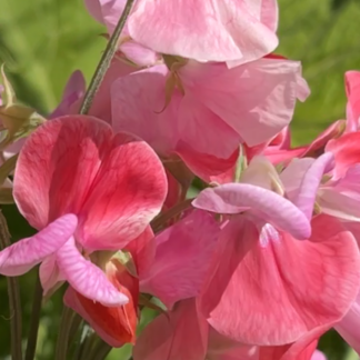Home Sweetpea - Pink Flowers