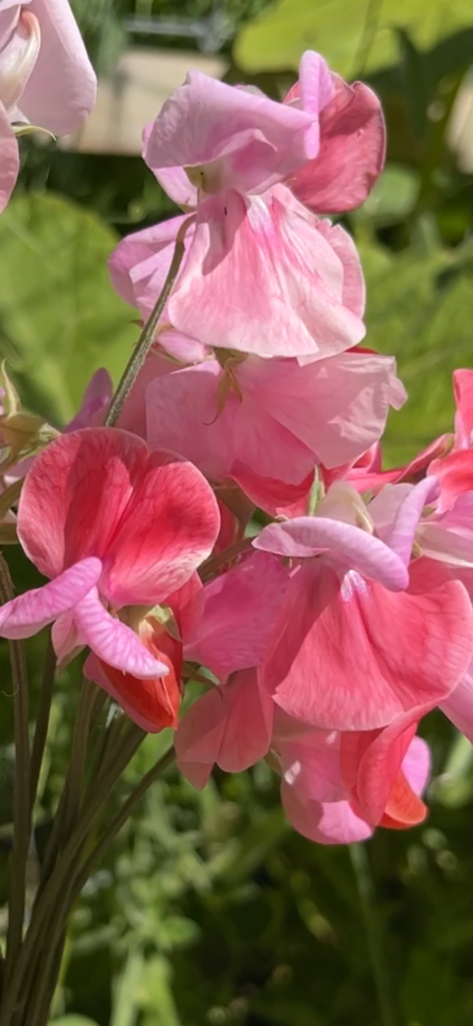 Sweetpea - Pink Flowers Sweetpea - Pink Flowers