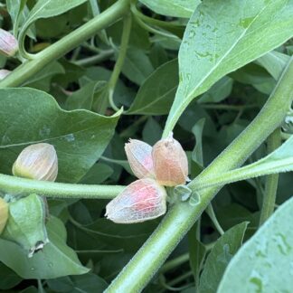 Withania Somnifera (Ashwagandha) Vedic