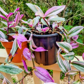 Home Tradescantia 'Nanouk' Variegated Succulent - 2 X Unrooted Cuttings