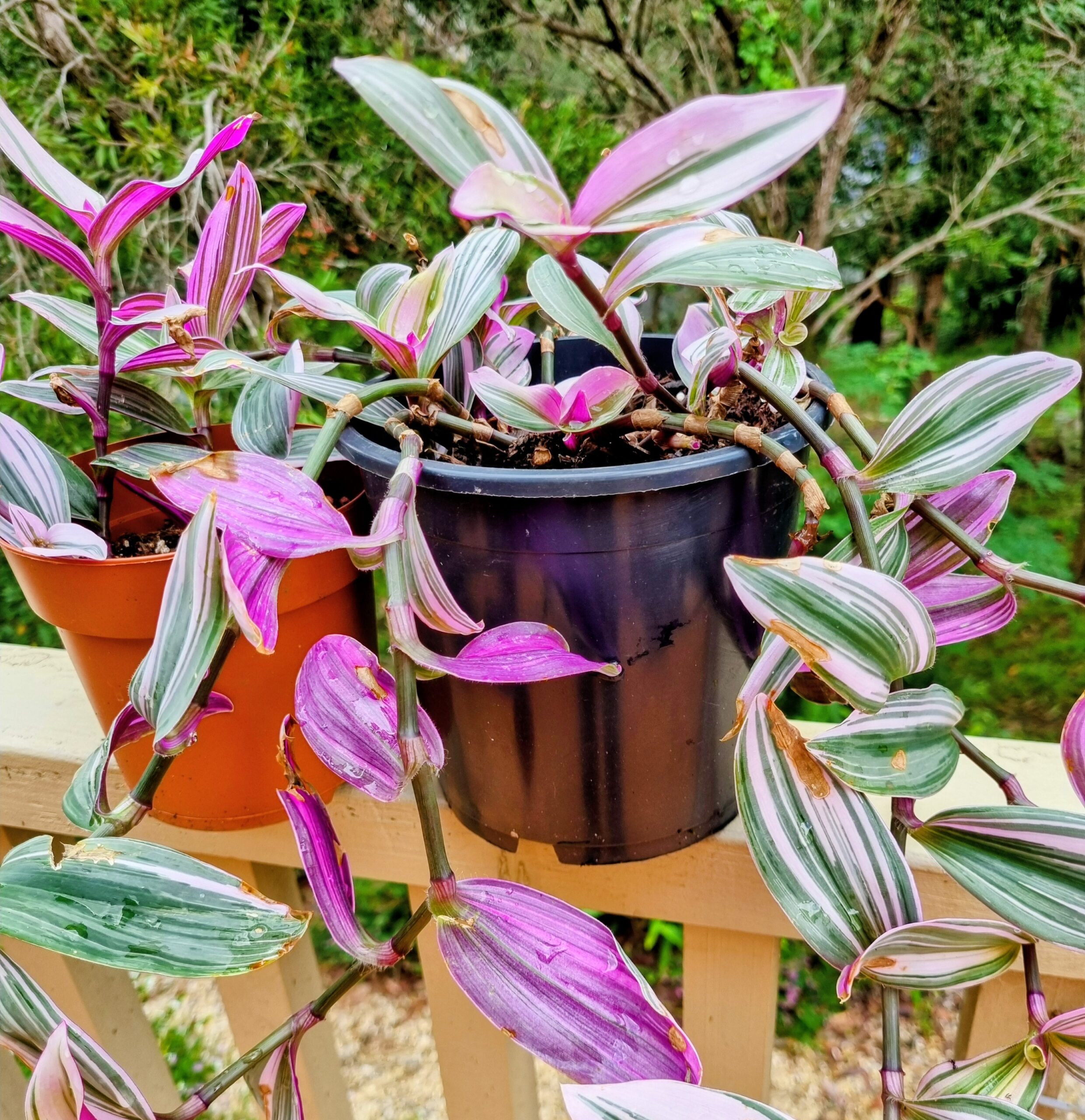Tradescantia 'Nanouk' Variegated Succulent - 2 X Unrooted Cuttings Tradescantia 'Nanouk' Variegated Succulent - 2 X Unrooted Cuttings