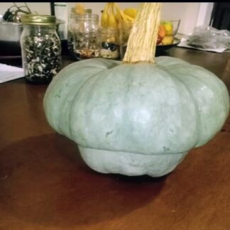 White Turban Pumpkin