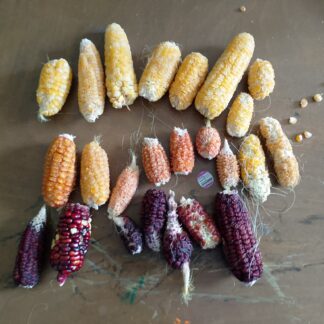 Astronomy Domine Australie Sweet Corn