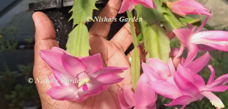 Nisha's Garden