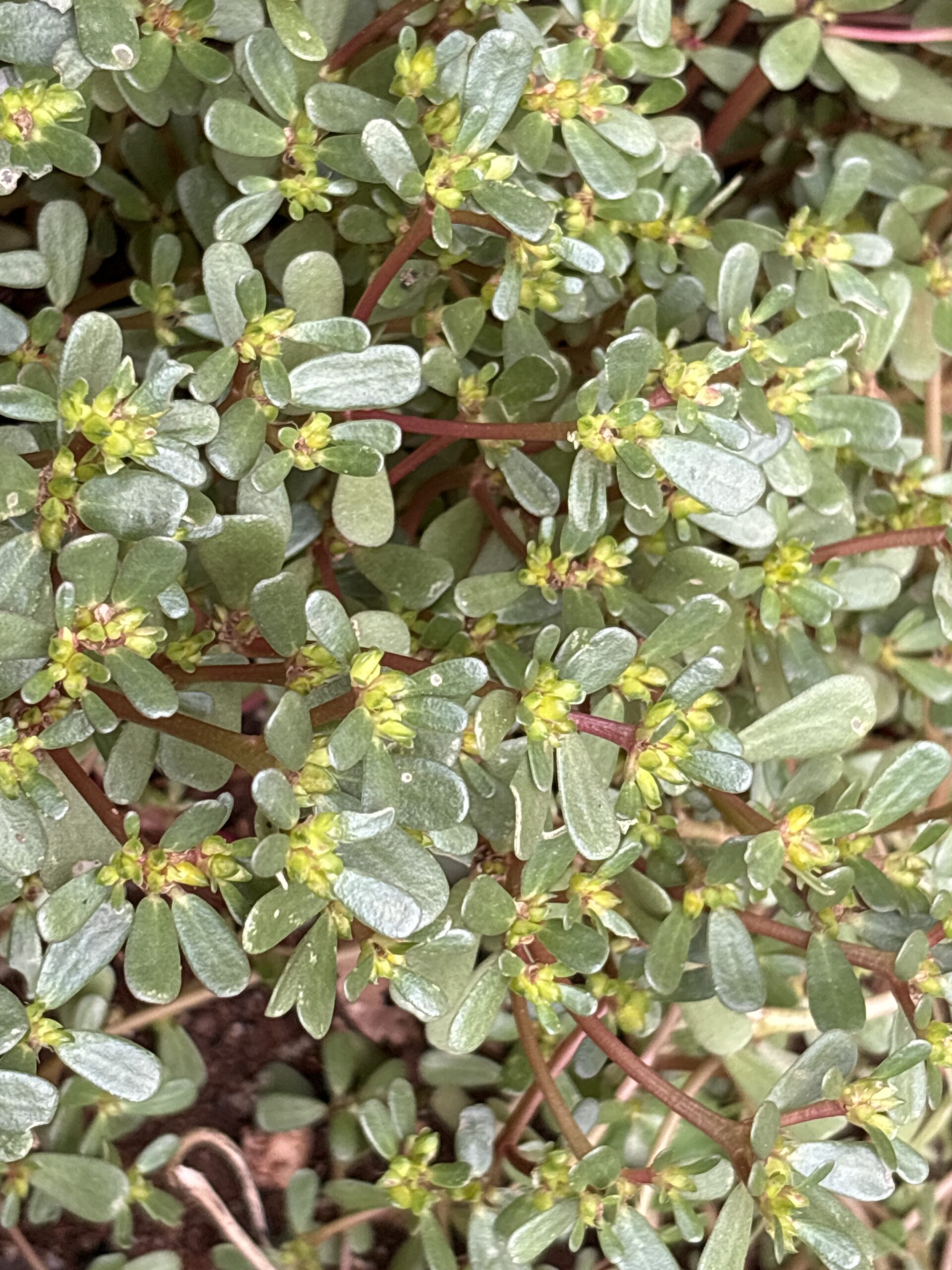 10x Purslane Succulent Plants 10x Purslane Succulent Plants - Image 2