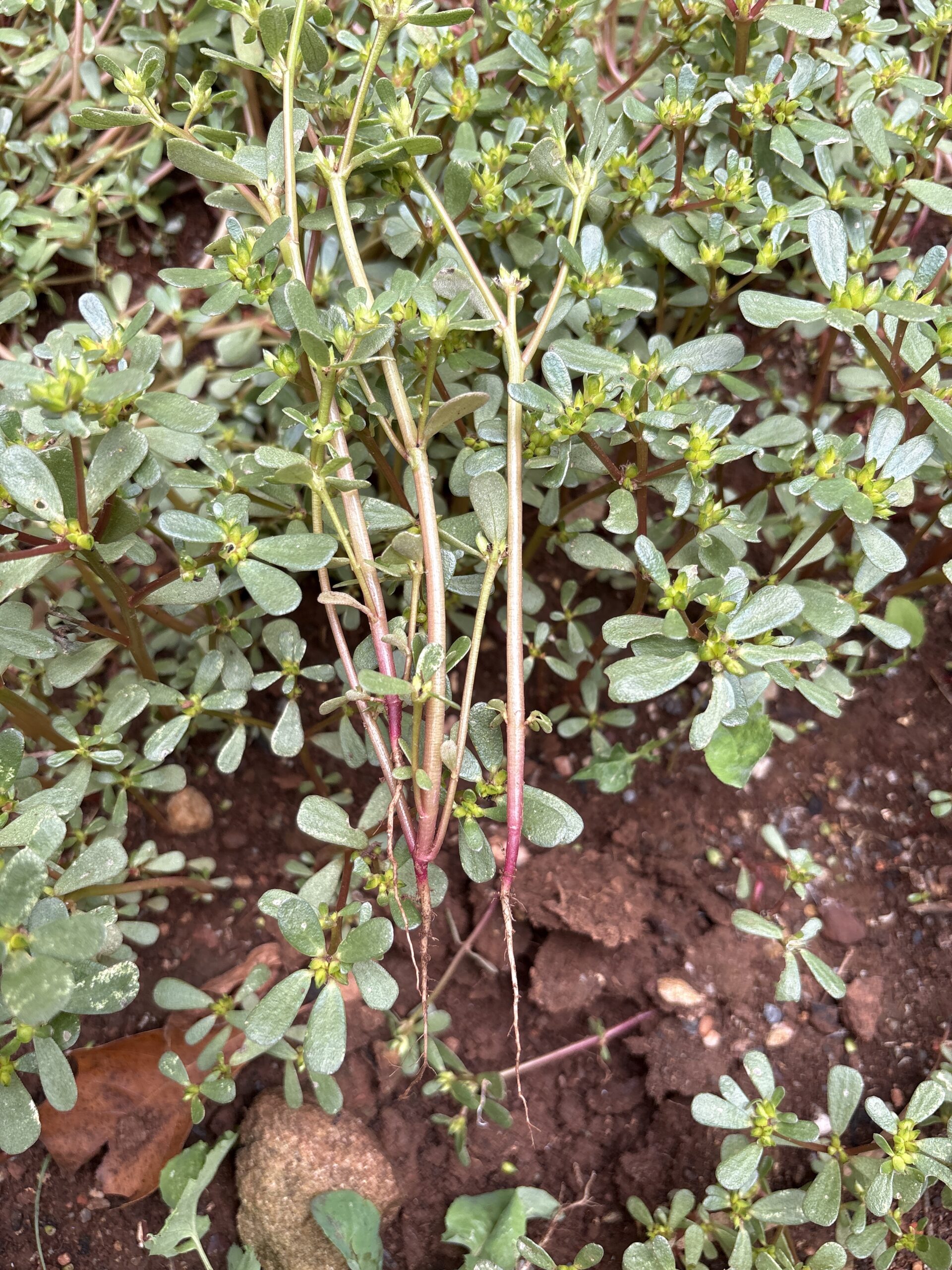 10x Purslane Succulent Plants 10x Purslane Succulent Plants - Image 3