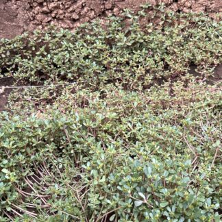 Home 10x Purslane Succulent Plants