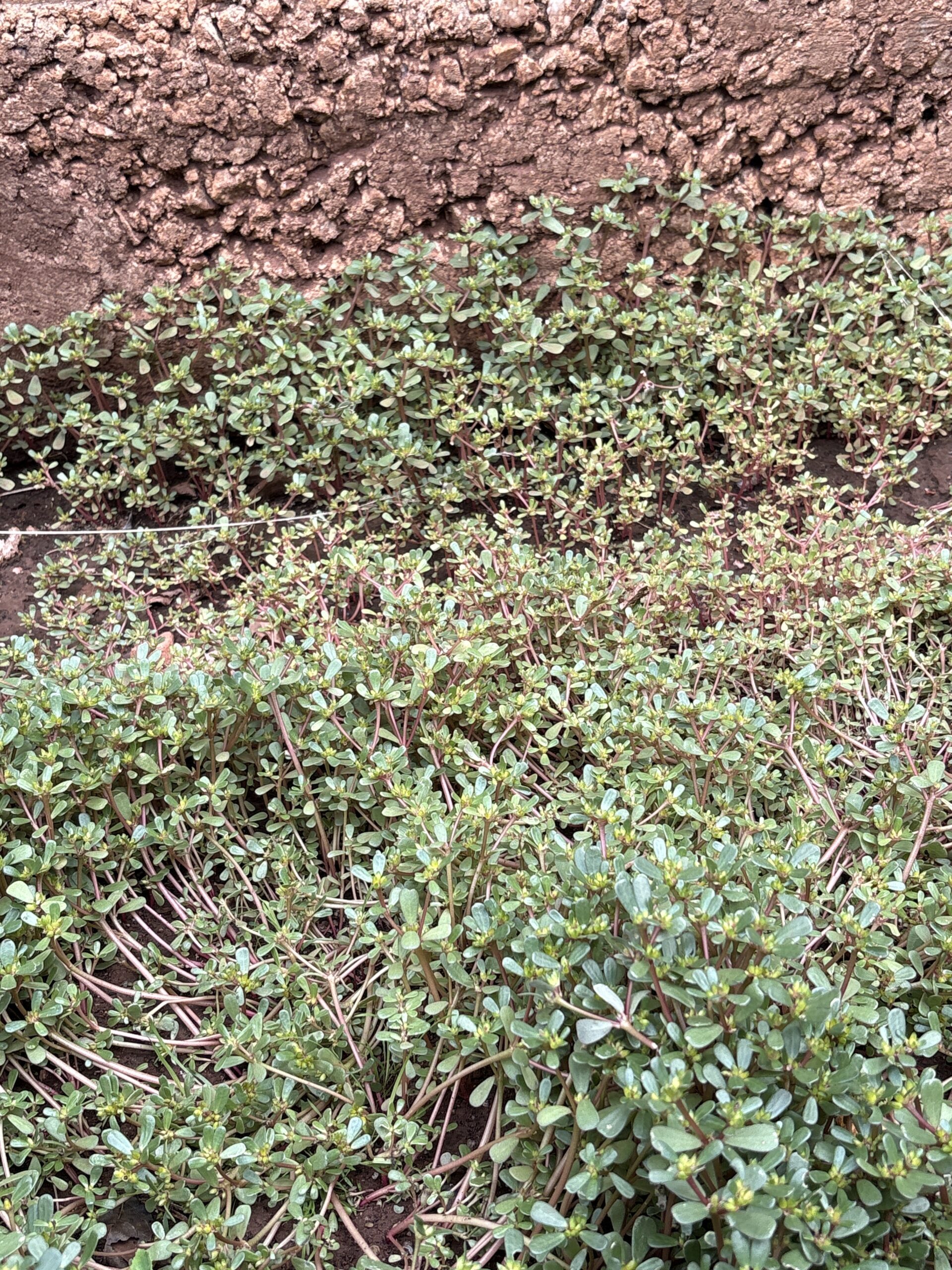 10x Purslane Succulent Plants 10x Purslane Succulent Plants