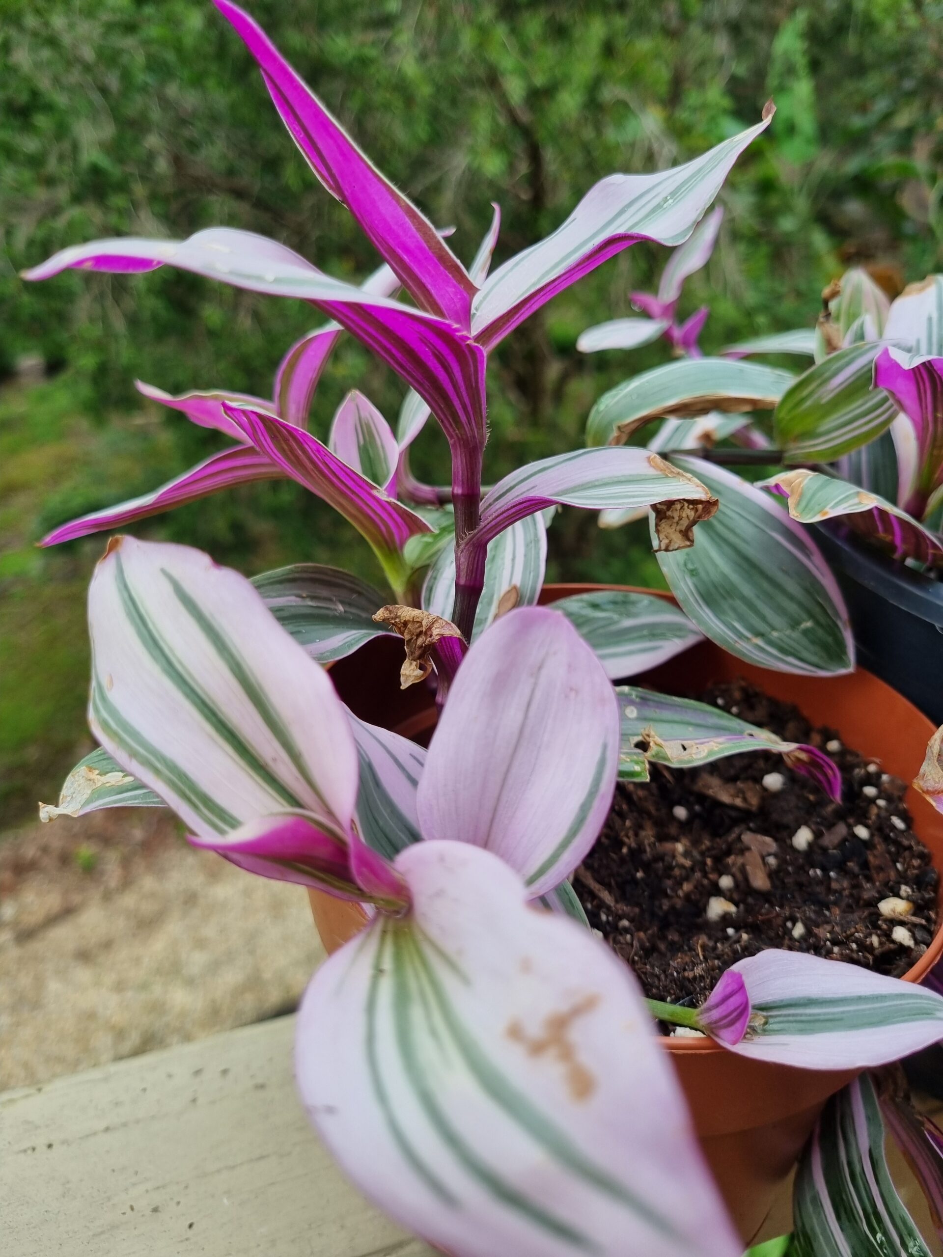 Tradescantia 'Nanouk' Variegated Succulent - 2 X Unrooted Cuttings Tradescantia 'Nanouk' Variegated Succulent - 2 X Unrooted Cuttings - Image 2