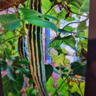 Home Snake Gourd, Potlakaya, Pathola, Chinese Cucumber (Short Variety)