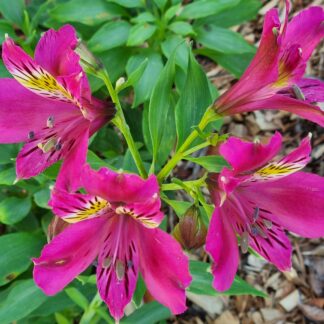 1 X Clump Alstroemeiria, Peruvian Lily, Lilly Of The Incas - Magenta Colour