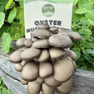 Home Chocolate Oyster Mushroom Fruiting and Ready To Harvest