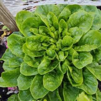 Lettuce Butter