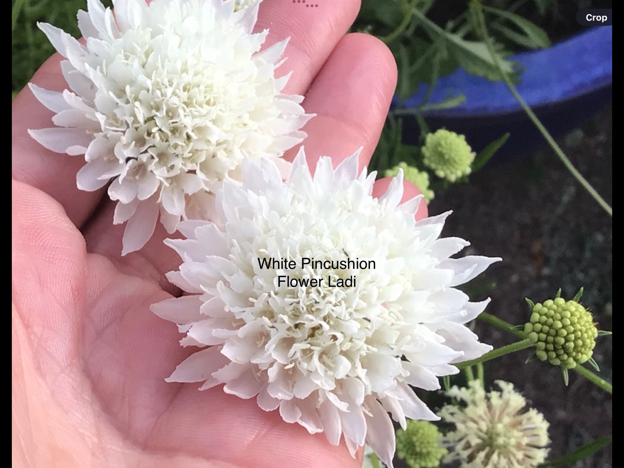 White Pincushion (free Snapdragons) White Pincushion (free Snapdragons) - Image 3