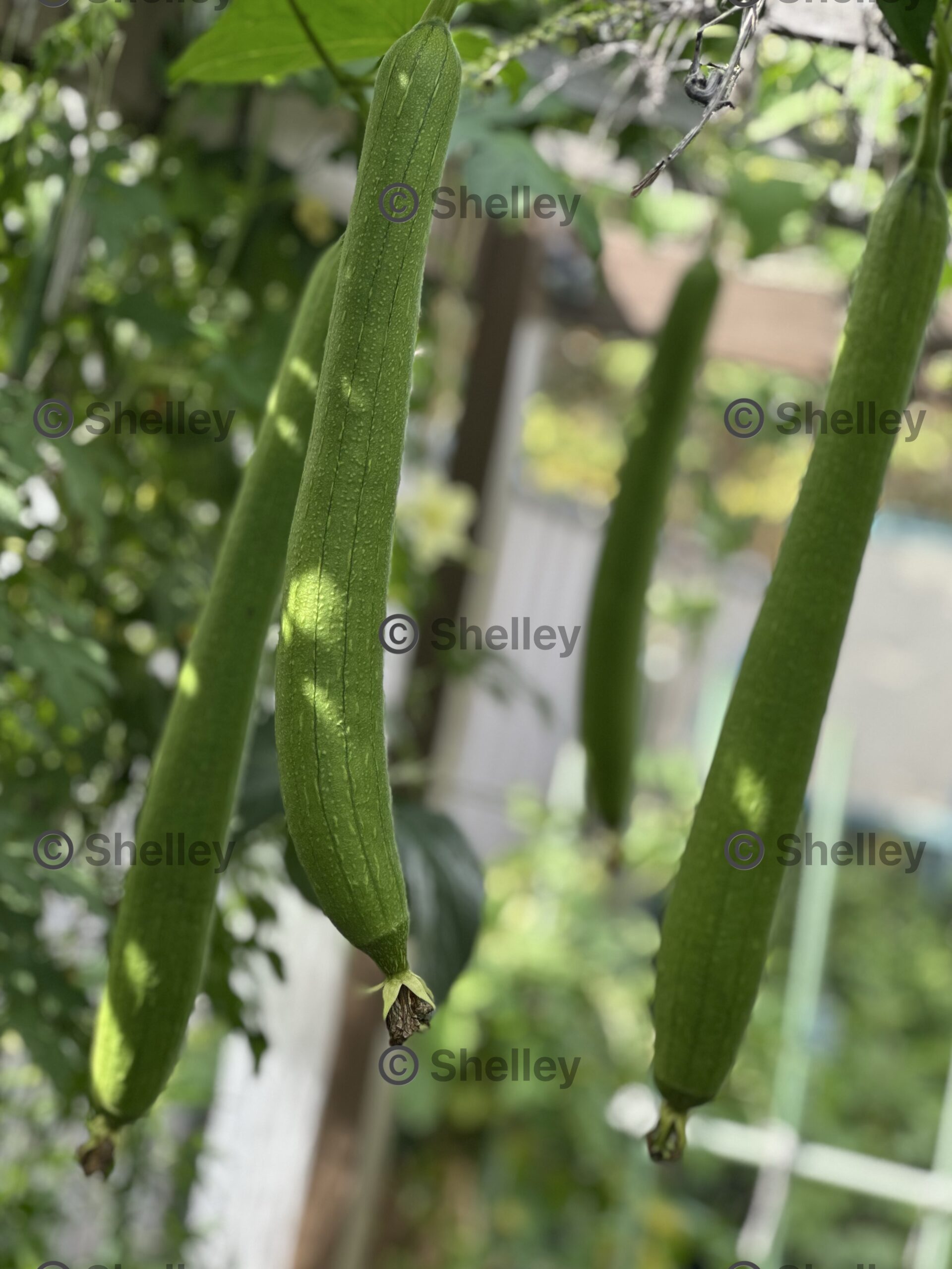 Sponge Gourd / Luffa Gourd / Tori / Jinga / Turai / Patola Sponge Gourd / Luffa Gourd / Tori / Jinga / Turai / Patola - Image 2