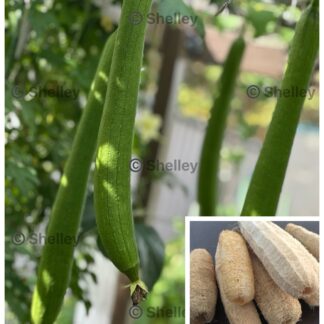 Sponge Gourd / Luffa Gourd / Tori / Jinga / Turai / Patola