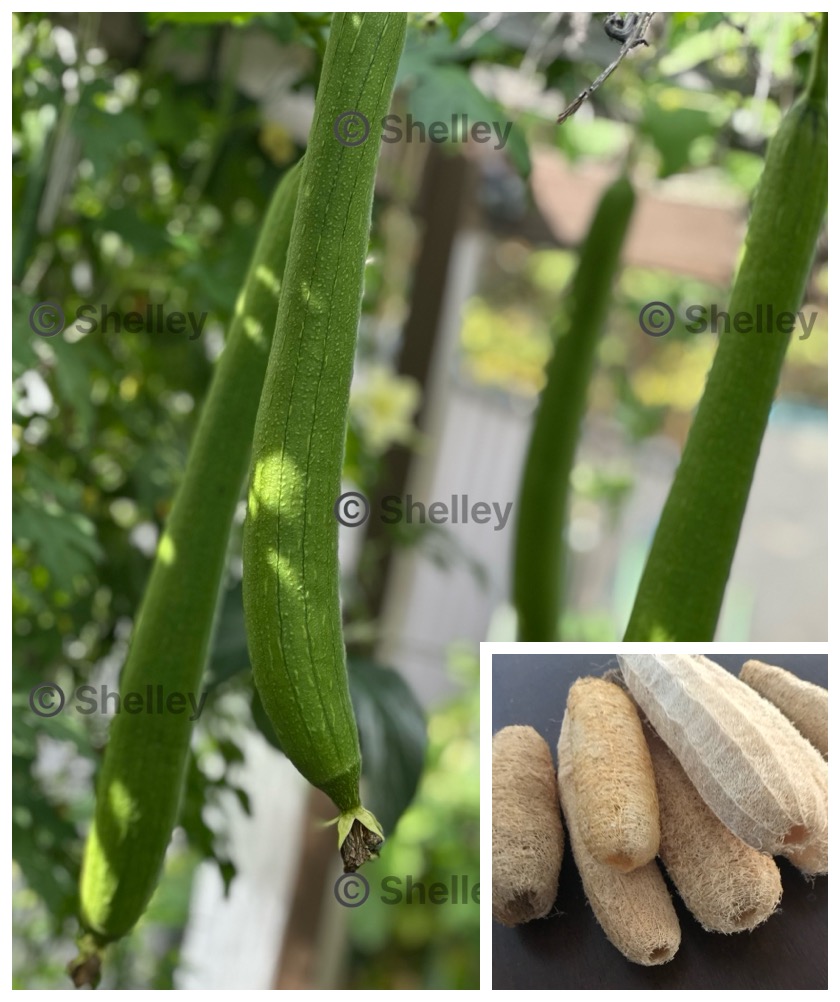 Sponge Gourd / Luffa Gourd / Tori / Jinga / Turai / Patola Sponge Gourd / Luffa Gourd / Tori / Jinga / Turai / Patola