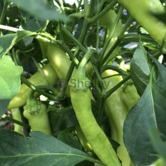 Hot Banana Peppers / Hungarian Wax Hot Capsicum