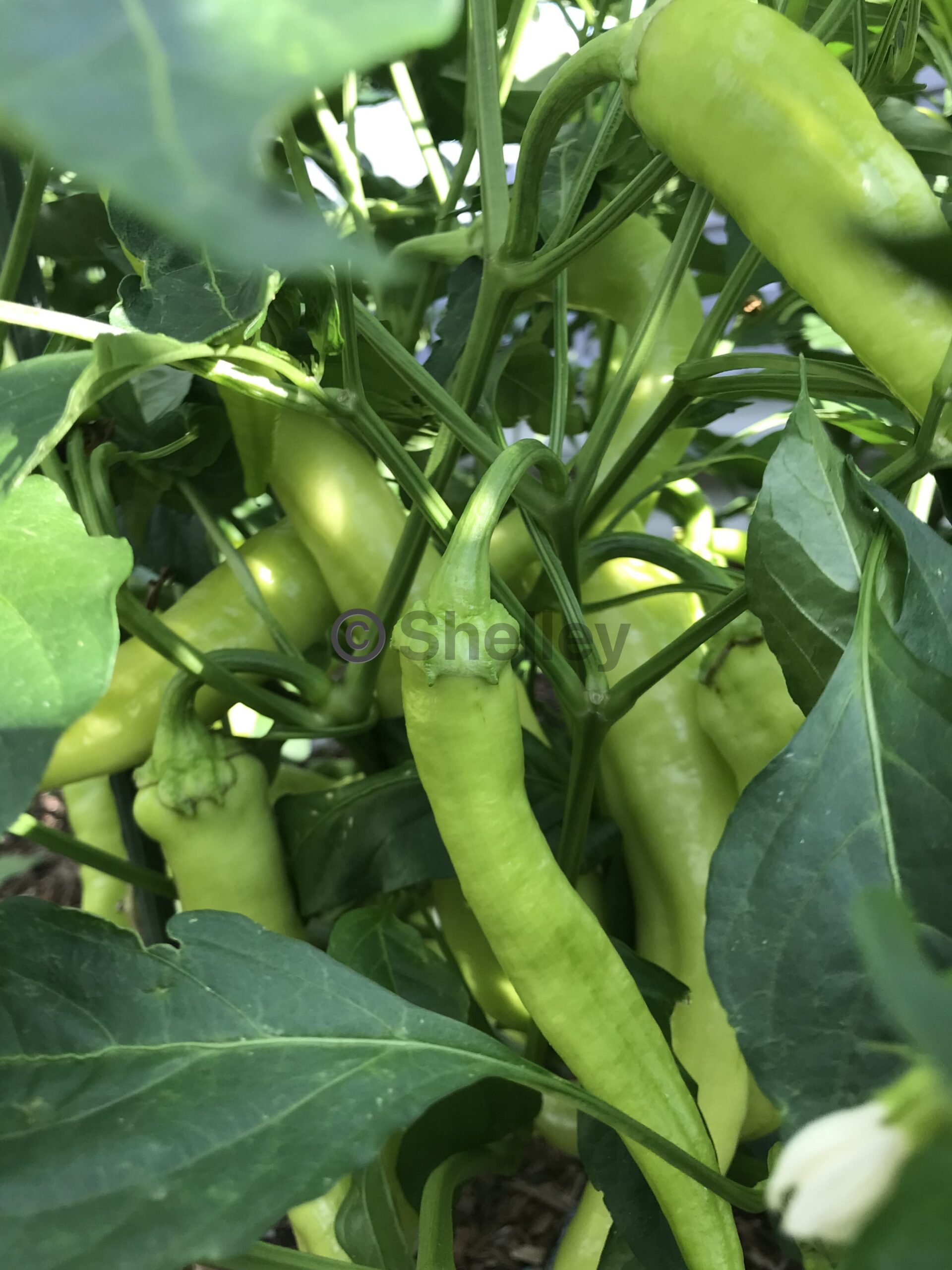 Hot Banana Peppers / Hungarian Wax Hot Capsicum Hot Banana Peppers / Hungarian Wax Hot Capsicum