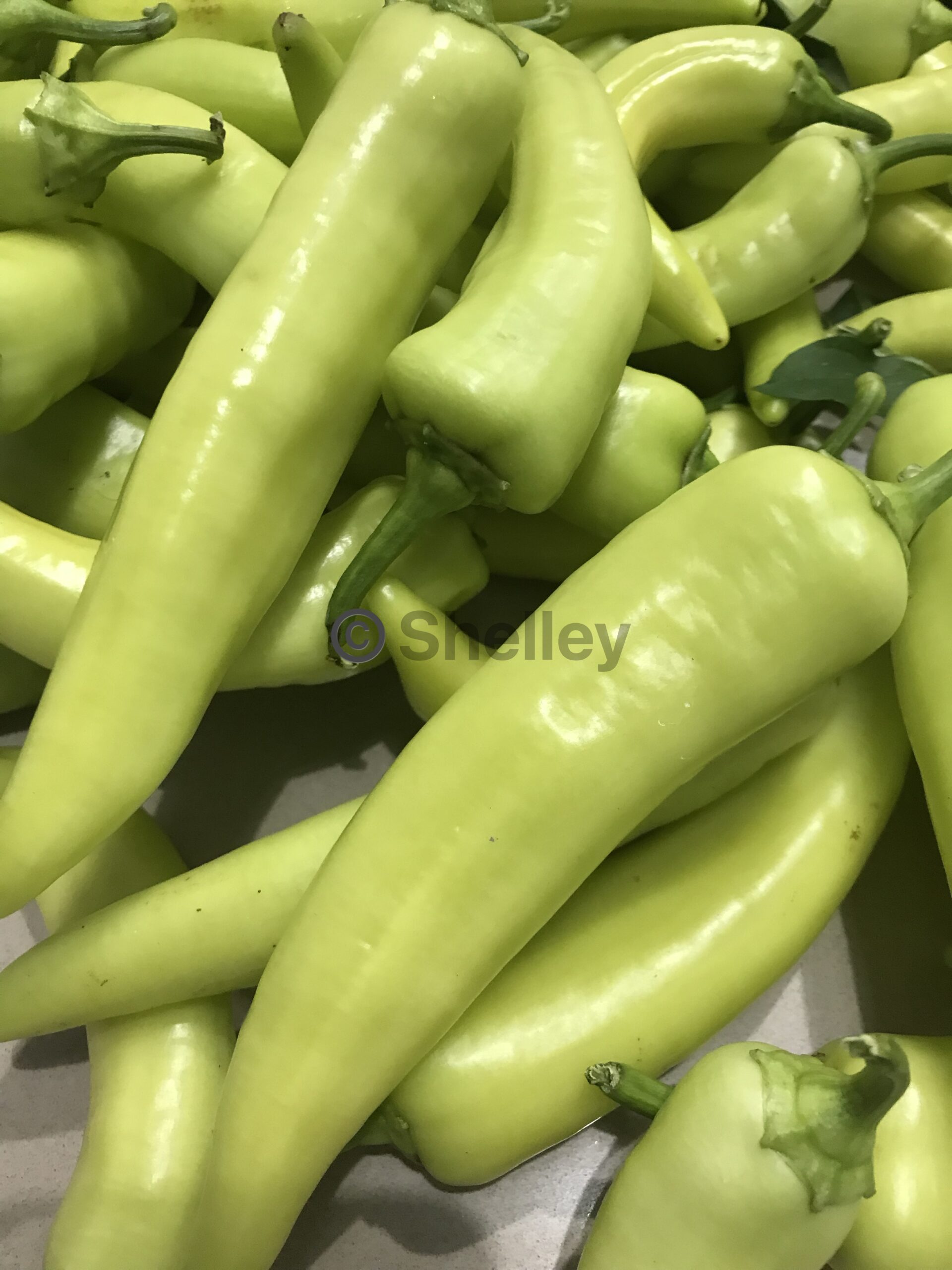 Hot Banana Peppers / Hungarian Wax Hot Capsicum Hot Banana Peppers / Hungarian Wax Hot Capsicum - Image 2