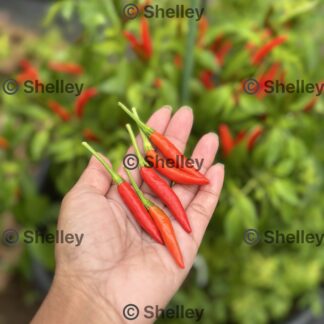 Thai Hot Chilli Peppers / Thai Bird Chilli / Prik Kee Noo