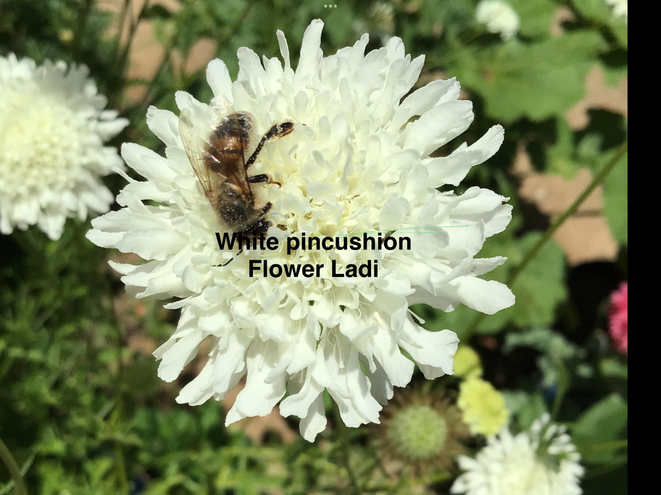 White Pincushion (free Snapdragons) White Pincushion (free Snapdragons) - Image 2