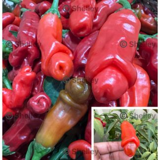 Peter Pepper / Penis Pepper / Chilly Willy