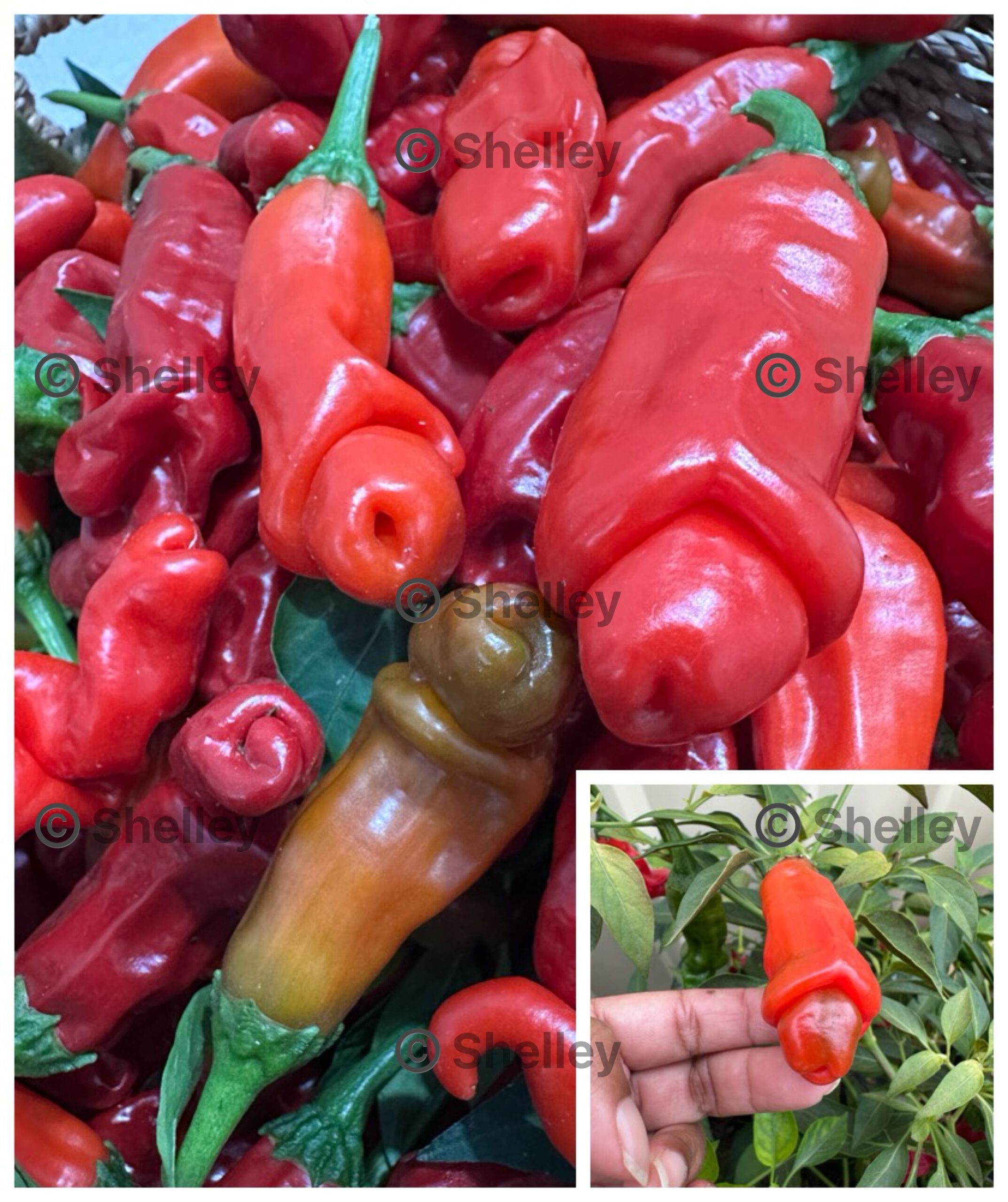 Peter Pepper / Penis Pepper / Chilly Willy Peter Pepper / Penis Pepper / Chilly Willy