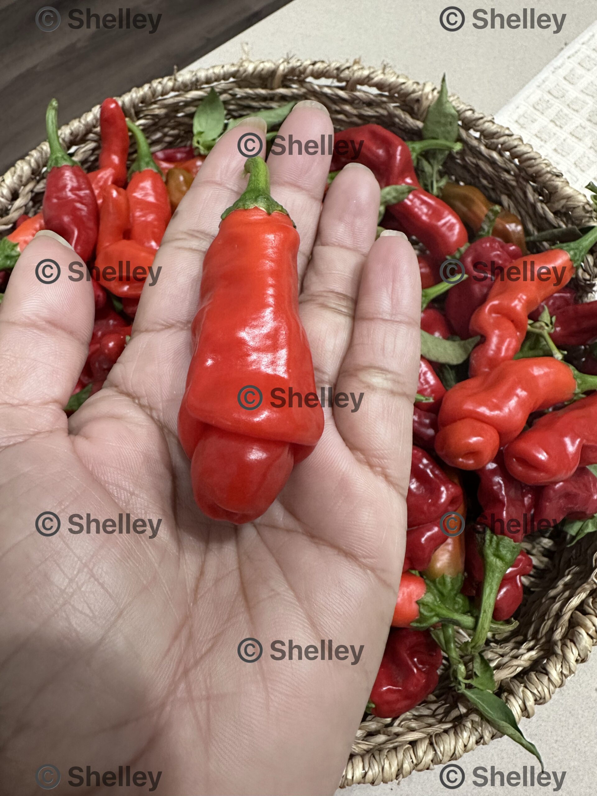 Peter Pepper / Penis Pepper / Chilly Willy Peter Pepper / Penis Pepper / Chilly Willy - Image 2