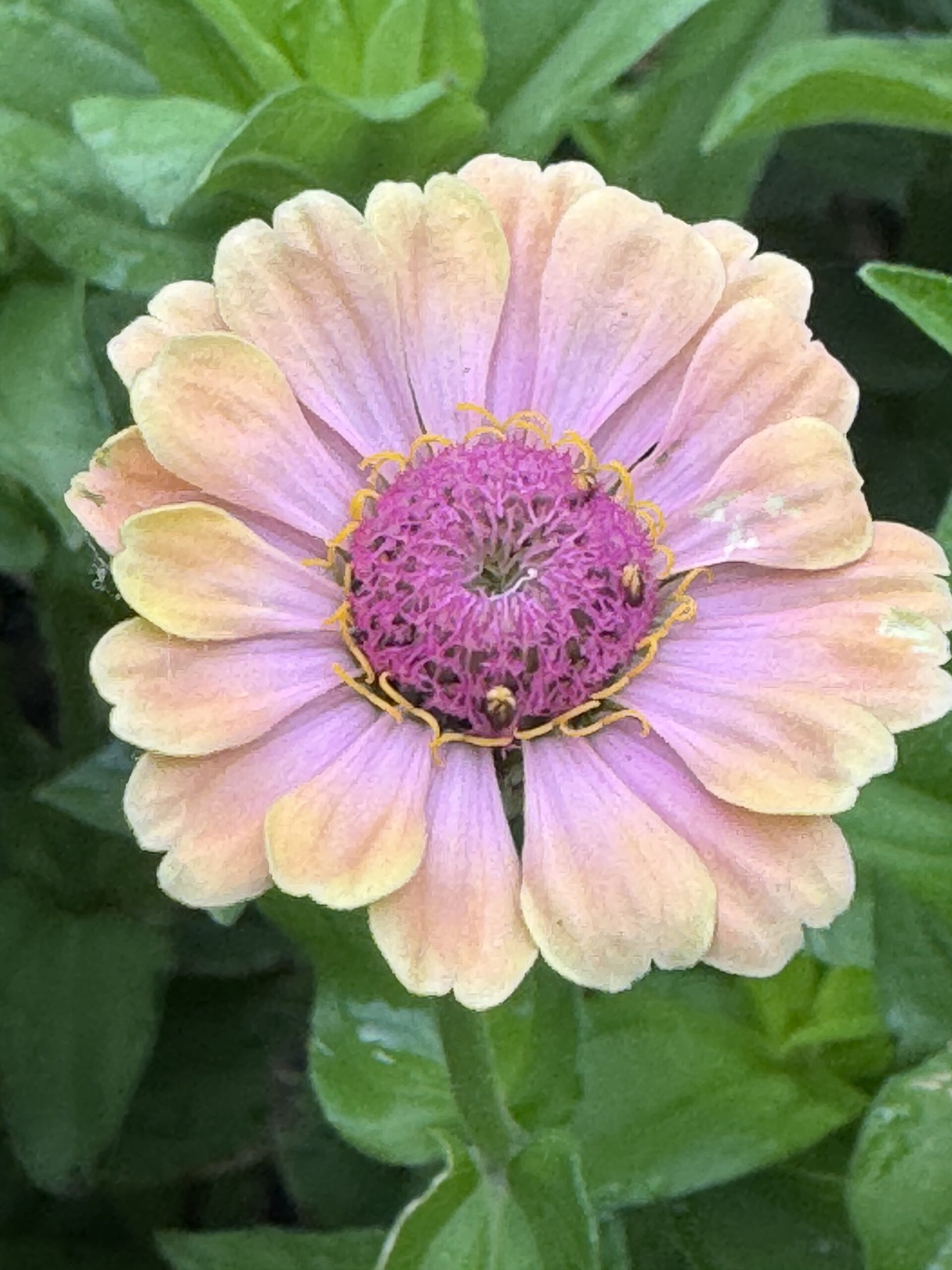 Zinnia Mixed Zinnia Mixed - Image 4