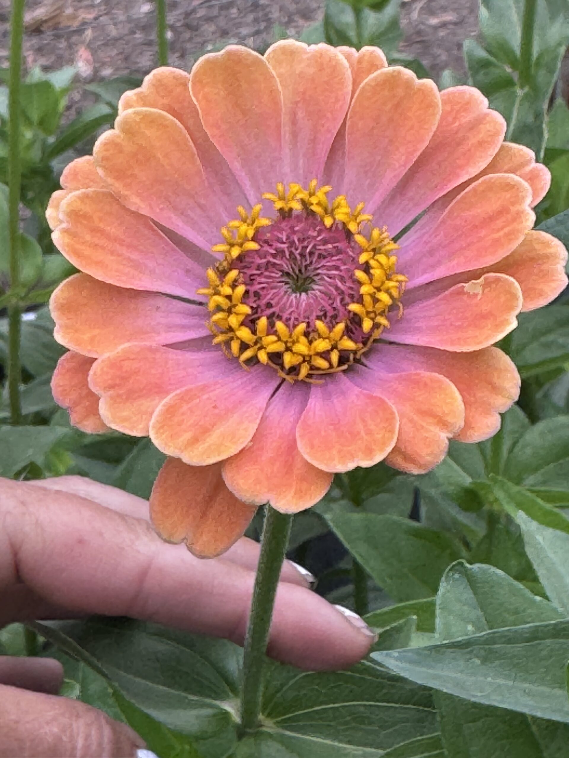 Zinnia Mixed Zinnia Mixed - Image 5