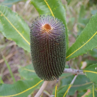 Banksia Robur – Swamp Banksia