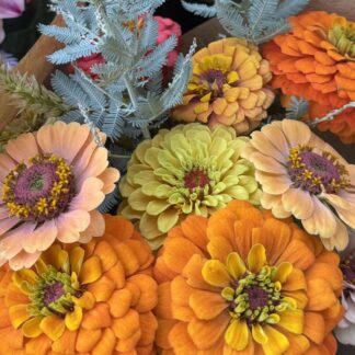 Home Zinnia Mixed