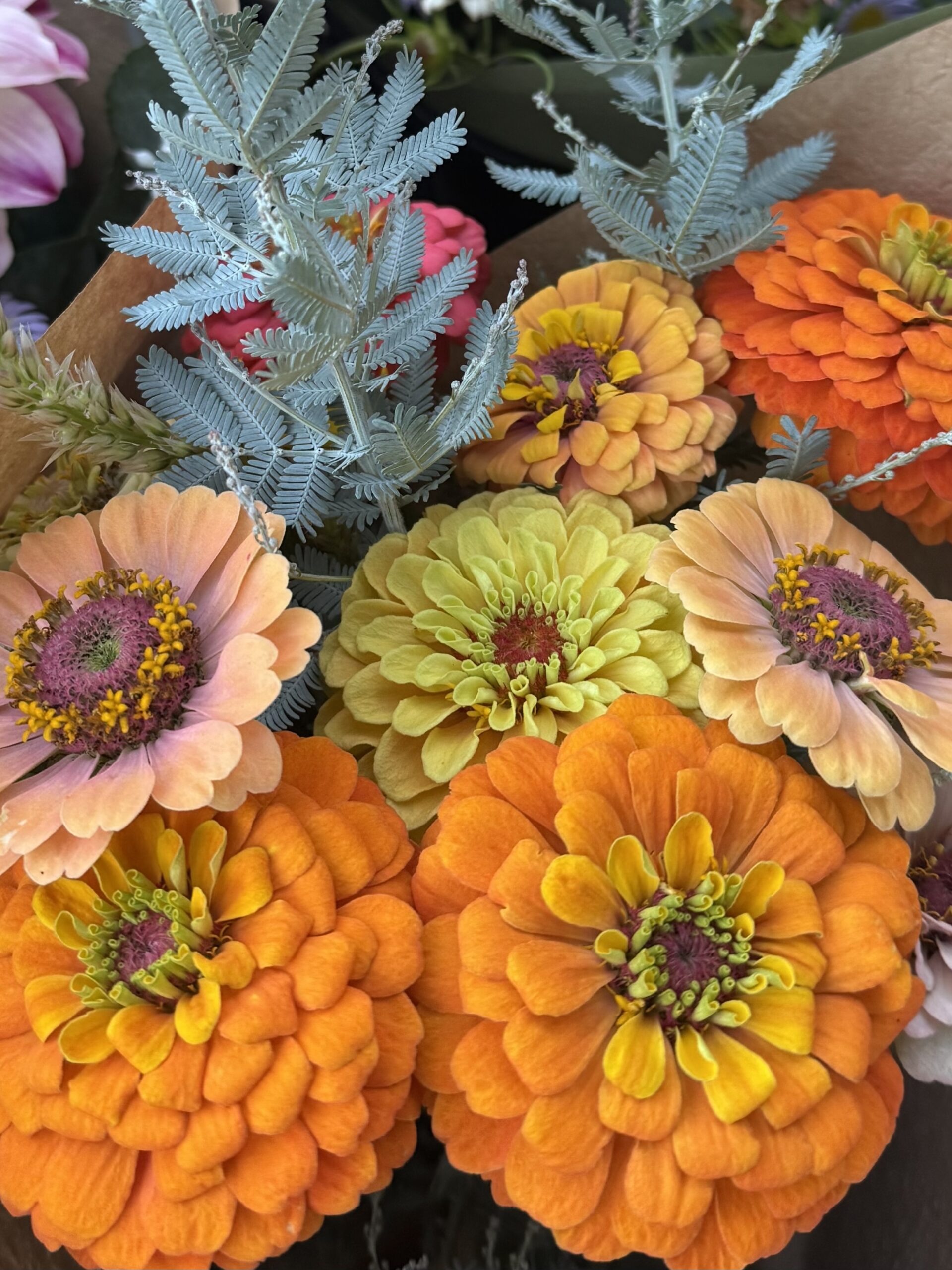Zinnia Mixed Zinnia Mixed