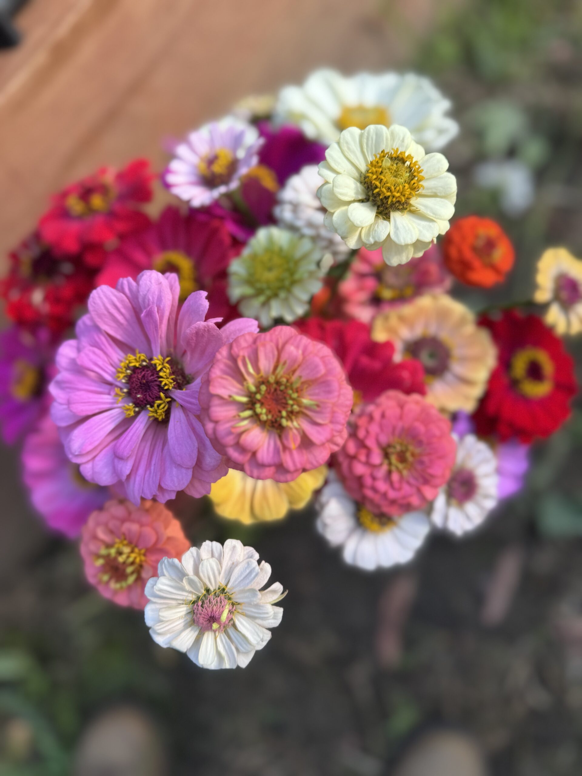 Zinnia Mixed Zinnia Mixed - Image 11