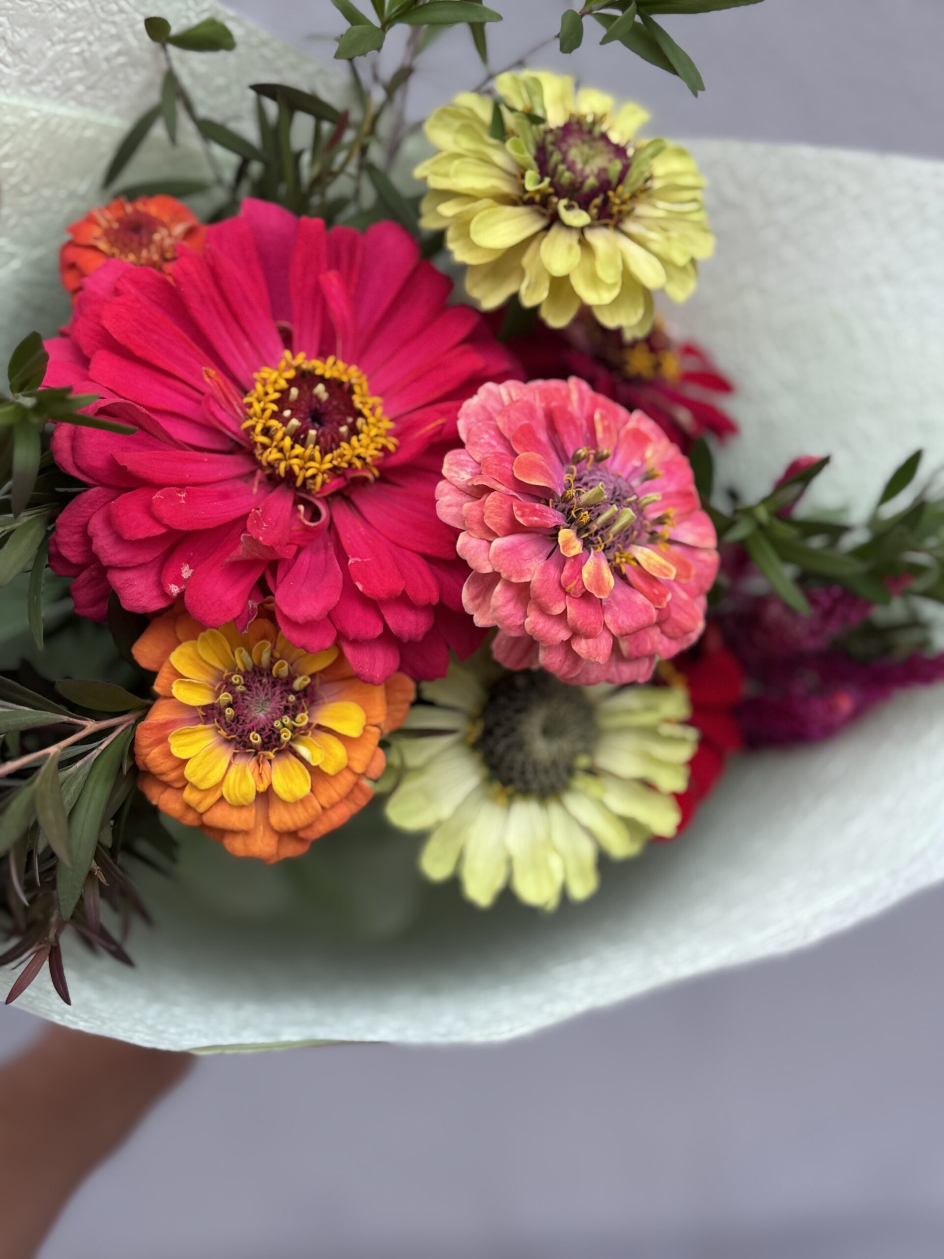 Zinnia Mixed Zinnia Mixed - Image 2