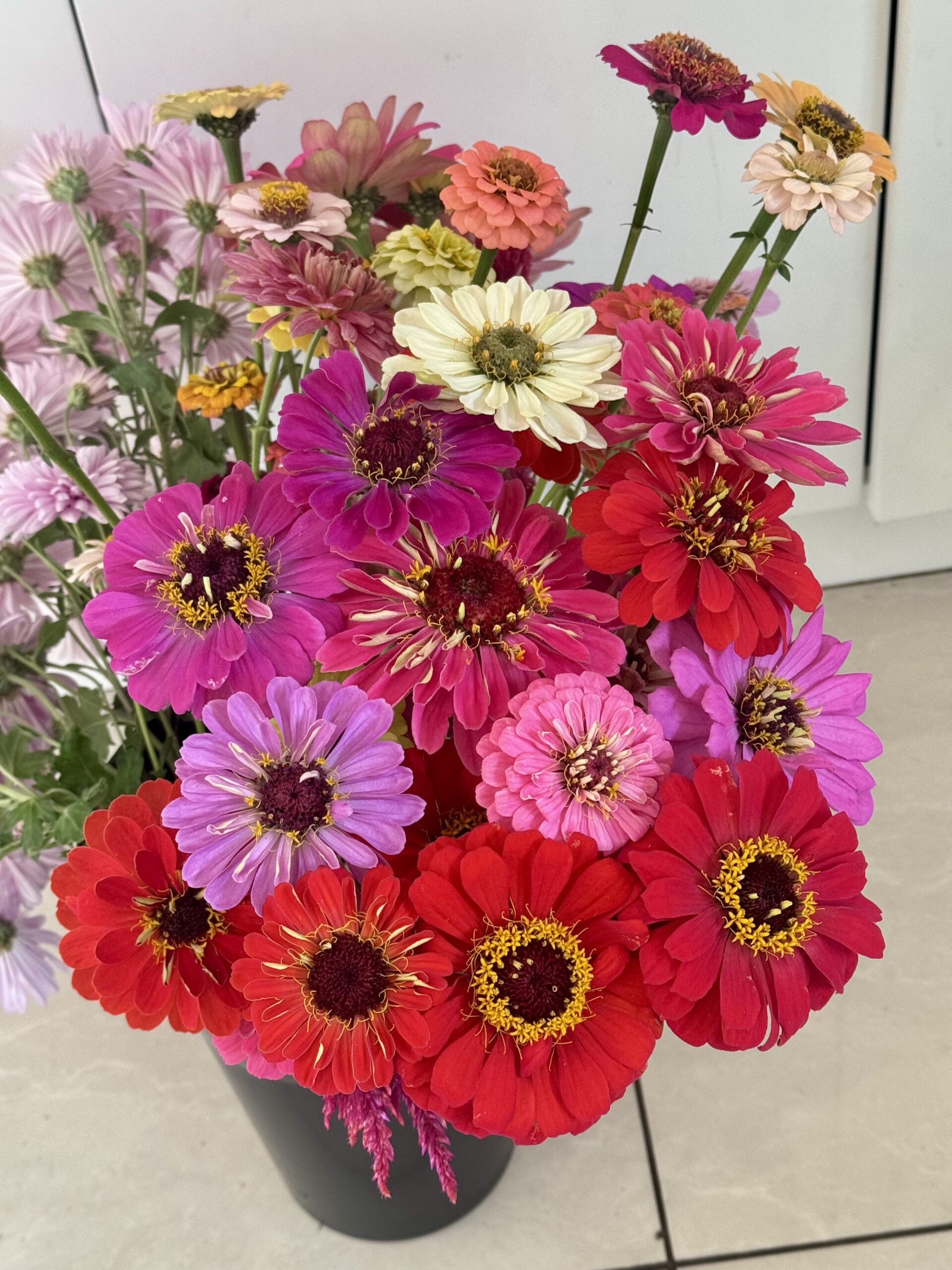 Zinnia Mixed Zinnia Mixed - Image 3