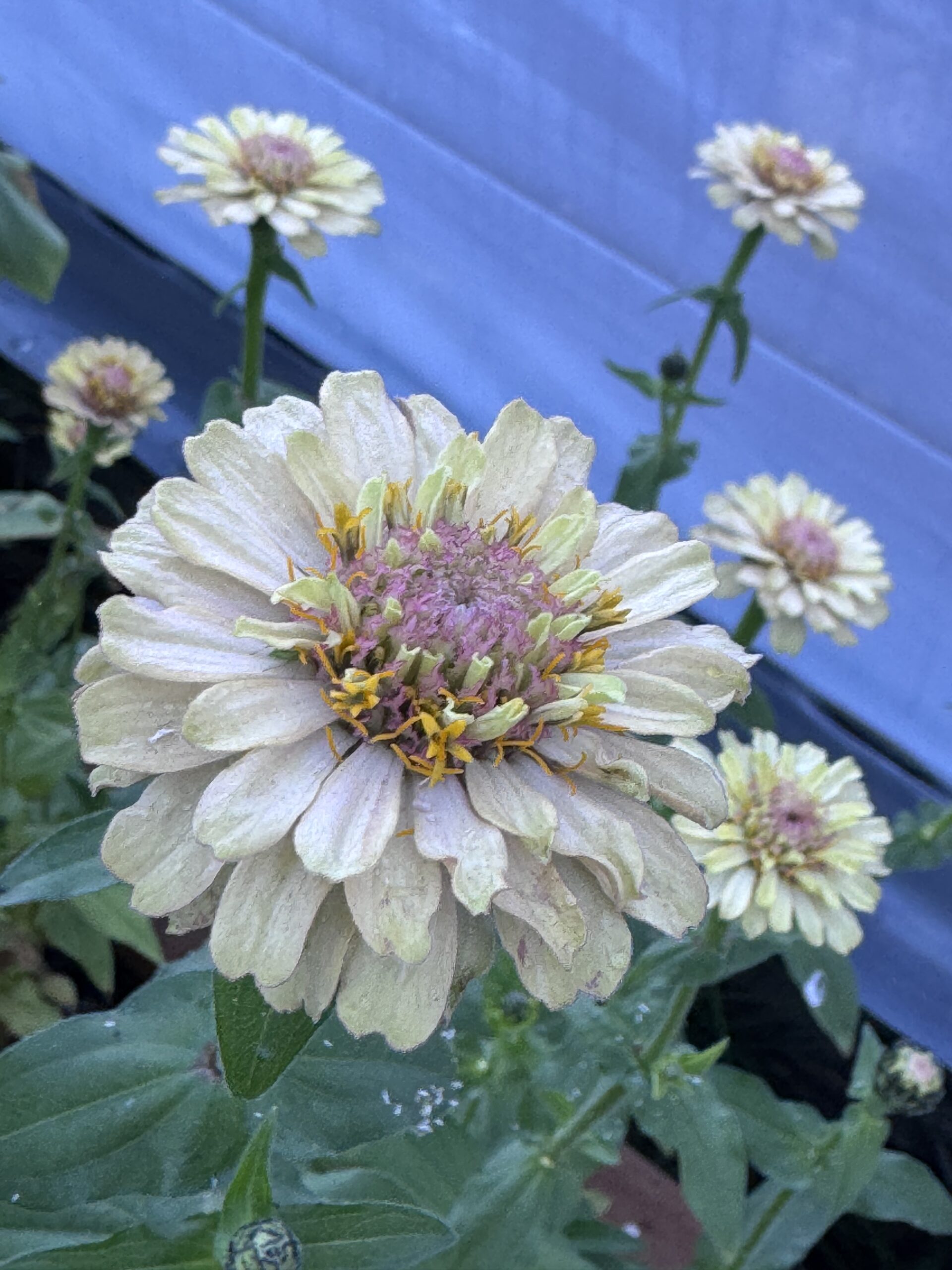 Zinnia Mixed Zinnia Mixed - Image 10