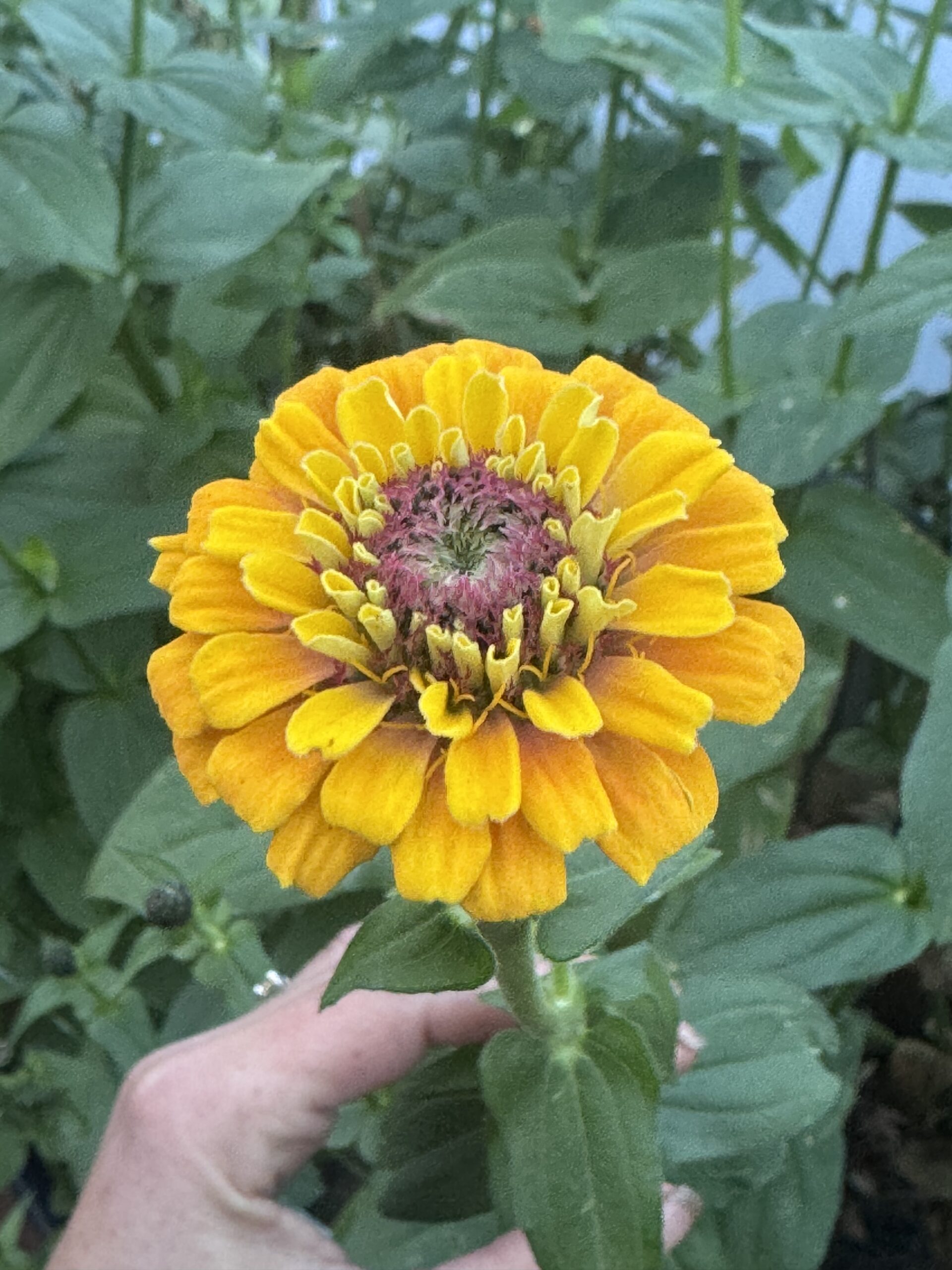 Zinnia Mixed Zinnia Mixed - Image 6