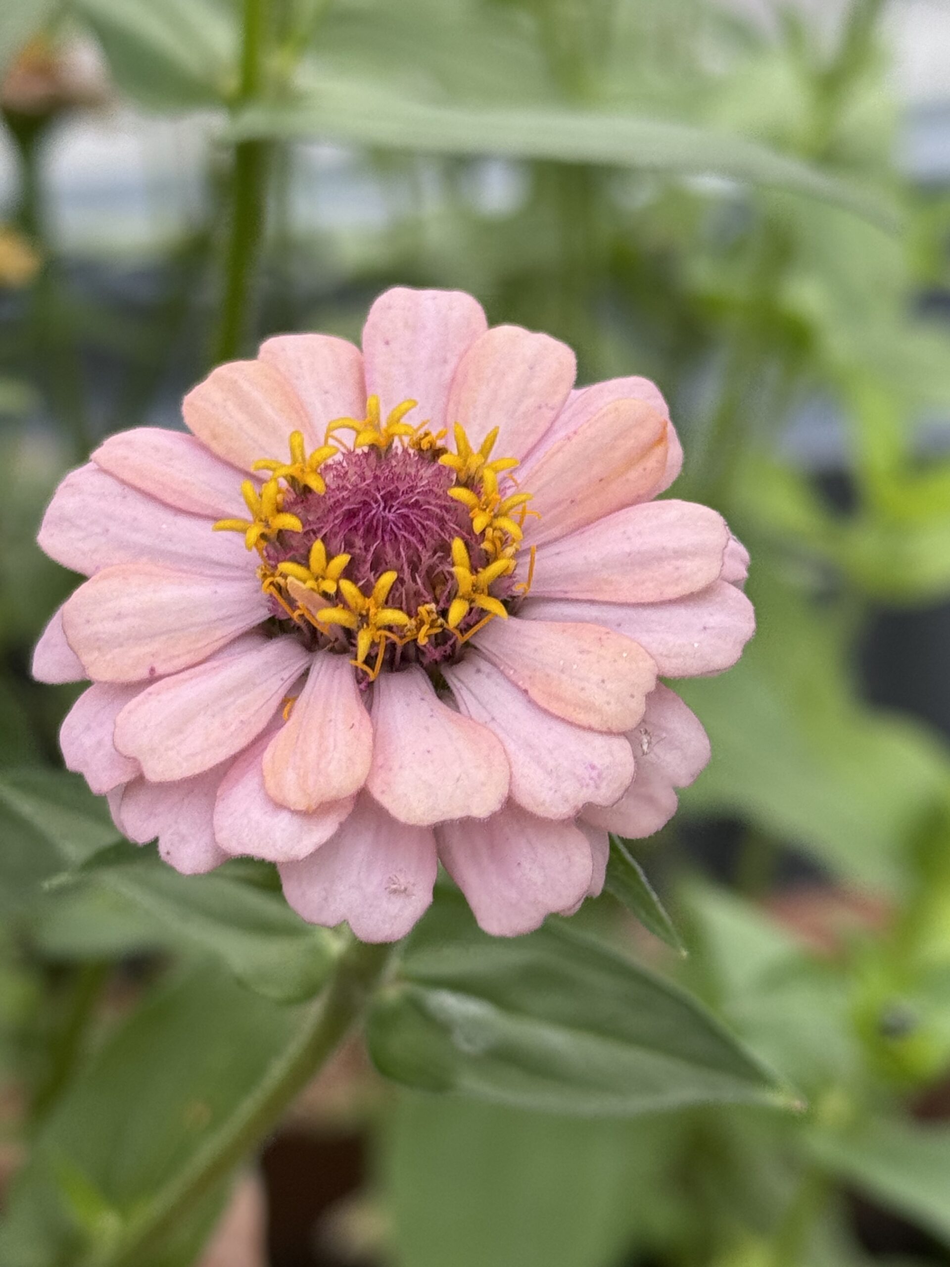 Zinnia Mixed Zinnia Mixed - Image 7