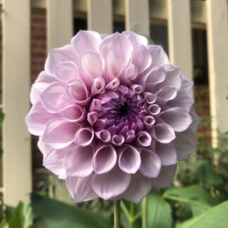 Jeff Bloom Dahlia