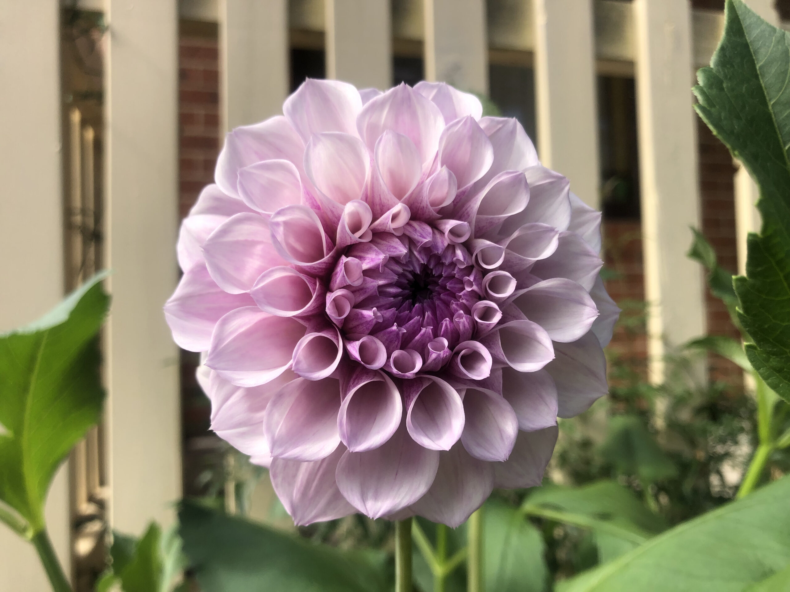 Jeff Bloom Dahlia Jeff Bloom Dahlia