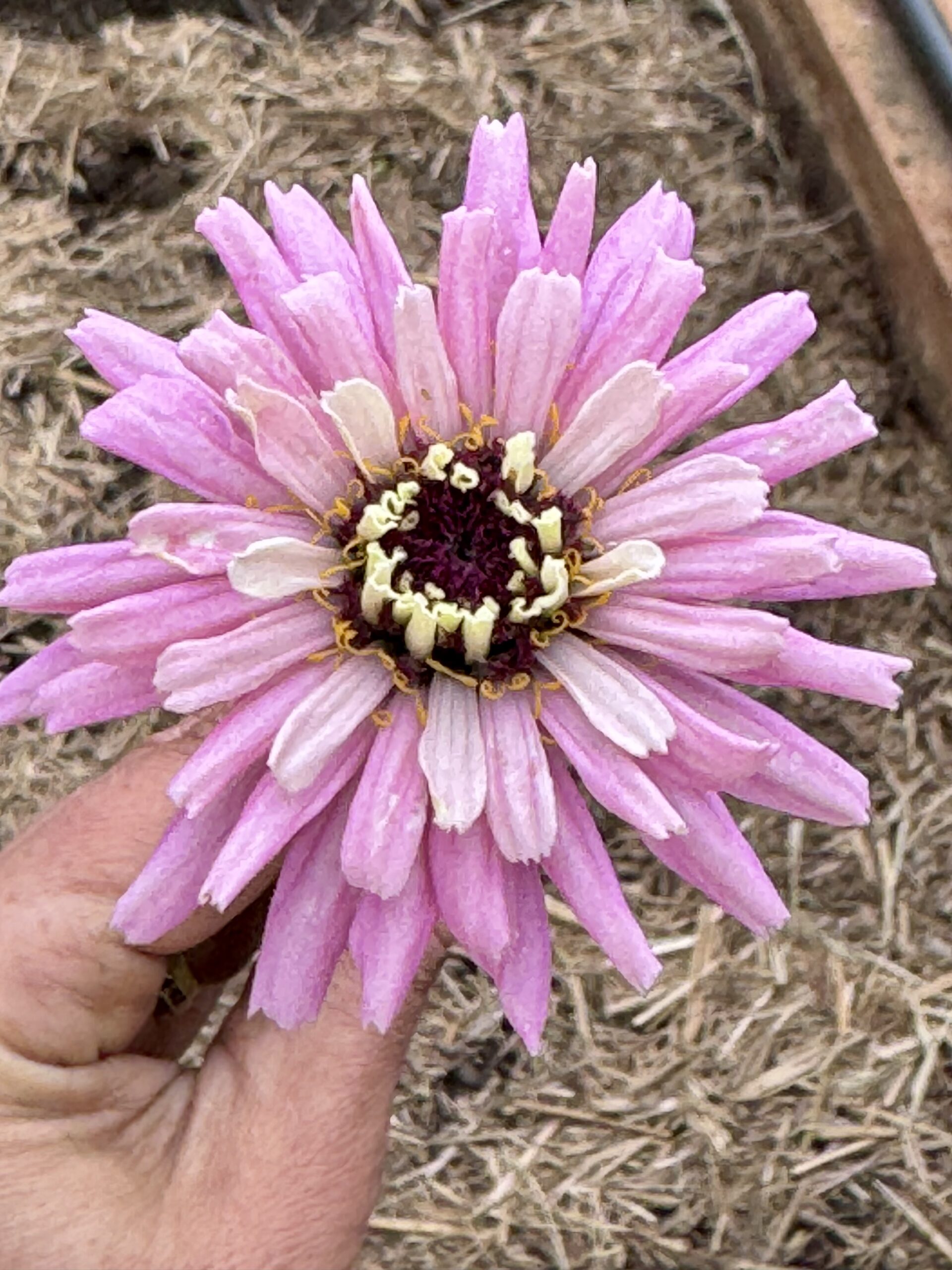 Zinnia Mixed Zinnia Mixed - Image 8
