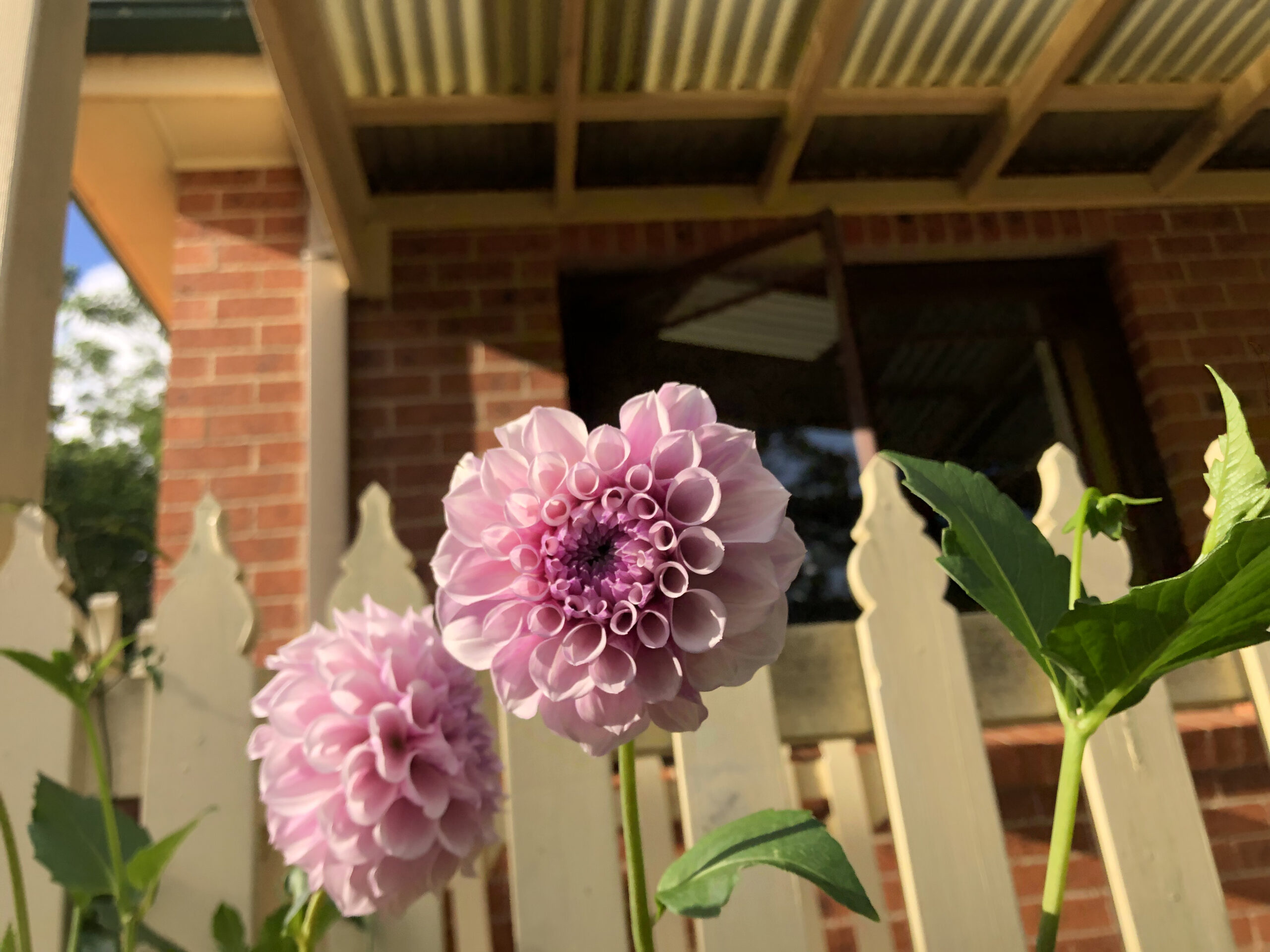 Jeff Bloom Dahlia Jeff Bloom Dahlia - Image 3